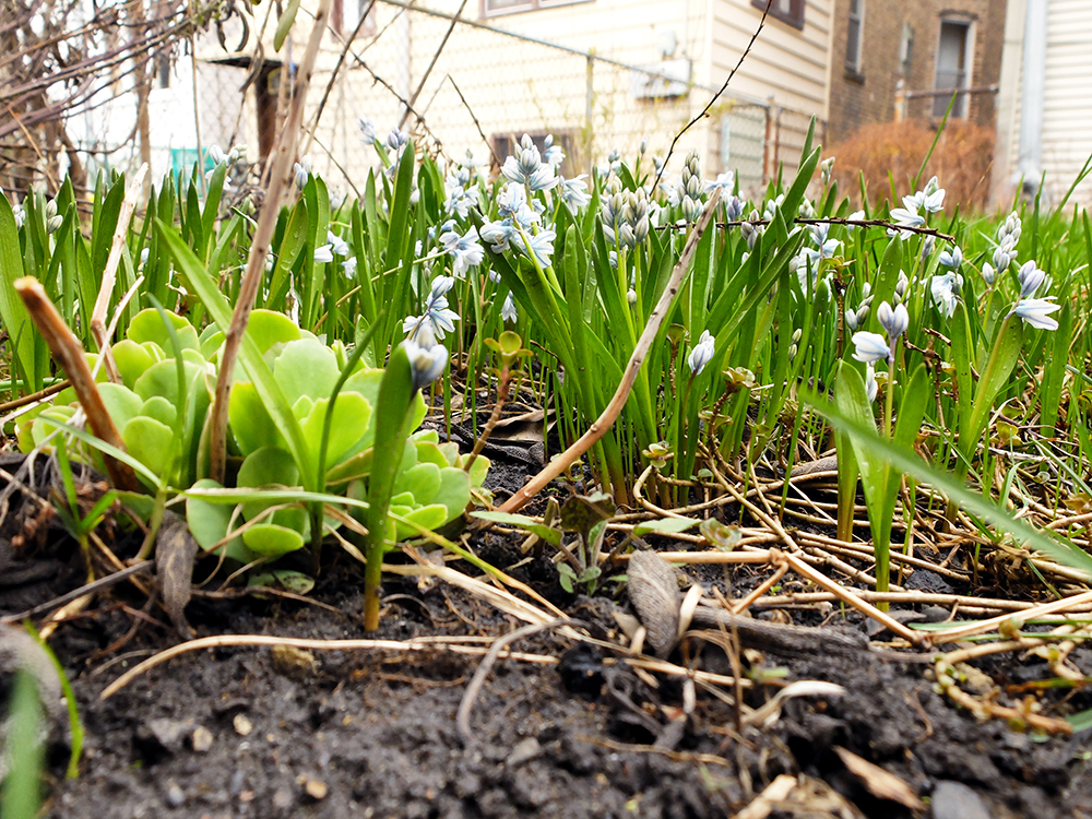 spring growth in the backyard