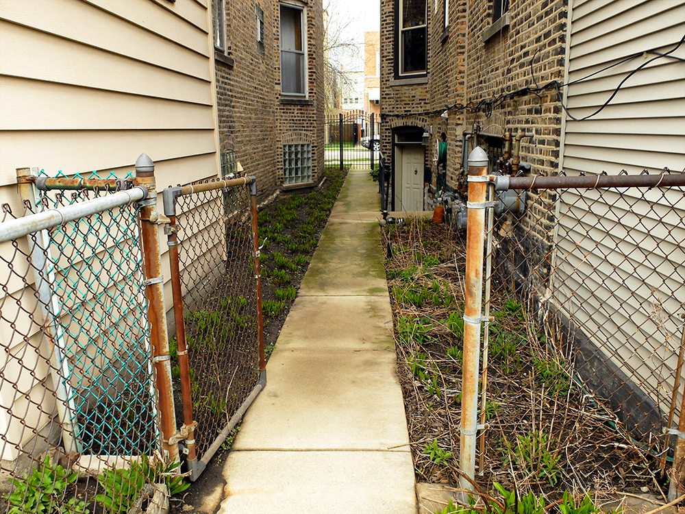 backyard walkway in April lined with Hostas
