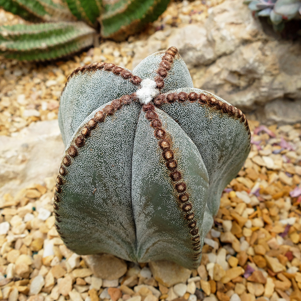 Bishop's Cap Cactus - Astrophytum myriostigma