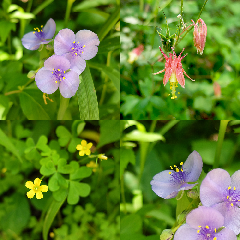 Starved Rock State Park - Spiderwort, Wild Columbine, Yellow Woodsorrel