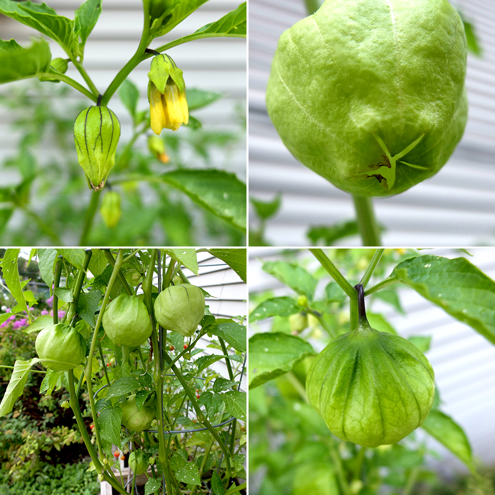 Tomatillo Fruits have been maturing and growing