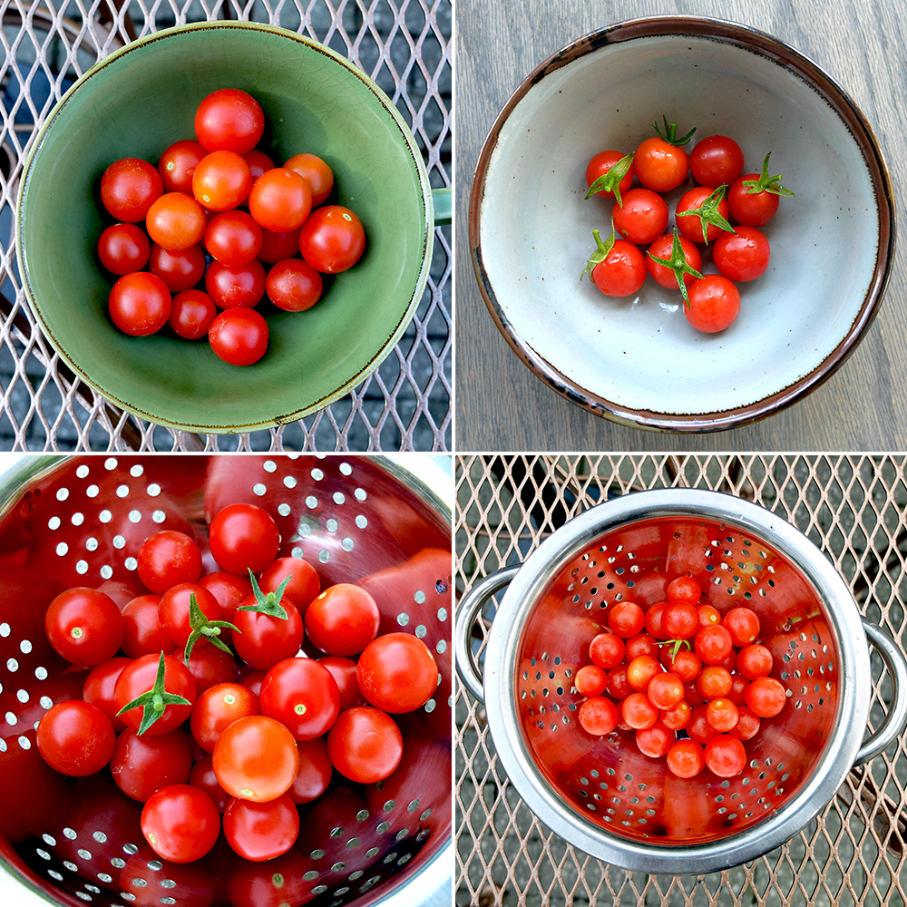 Cherry Pepper Harvest in July