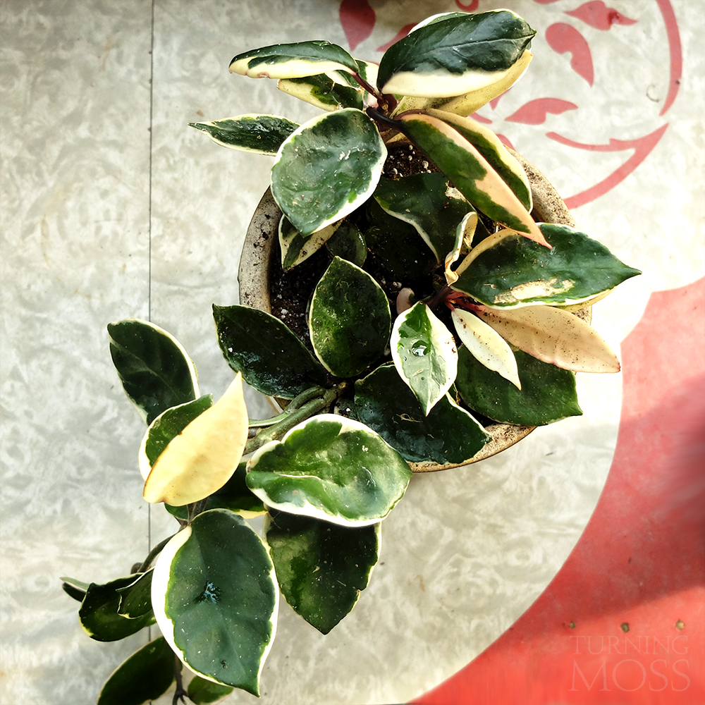 Hoya carnosa variegata - Waxy vine houseplant